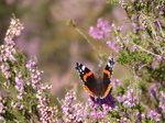 FZ020349 Red Admiral (Vanessa atalanta) on Heather (Calluna vulgaris).jpg